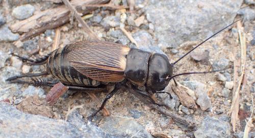 Réf. 246 860 : Gryllus campestris